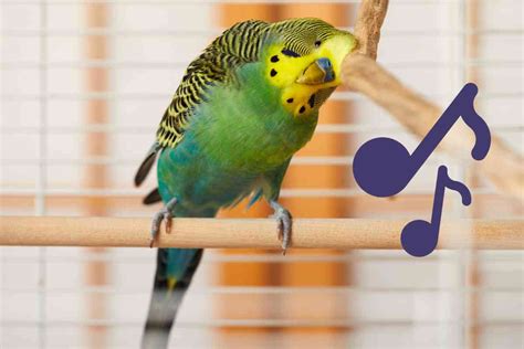 do birds like music that is played at night